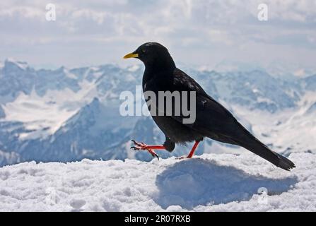 Graculus alpino (graculus di Pyrhocorax) adulto, camminando sulla neve, in habitat di montagna, Dolomiti, Italia Foto Stock
