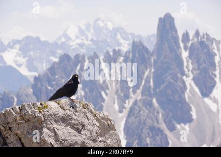 Graculus alpino (graculus di Pyrhocorax) adulto, arroccato sulla roccia in alto habitat di montagna, Dolomiti, Italia Foto Stock