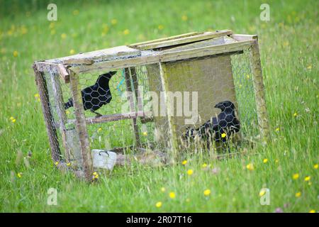 Carrion Crow (Corvus corone), corvo, corvidi, songbirds, animali, Birds, Carrion Crow due adulti, in larsen trappola, il controllo dei parassiti in fattoria, Inghilterra Foto Stock