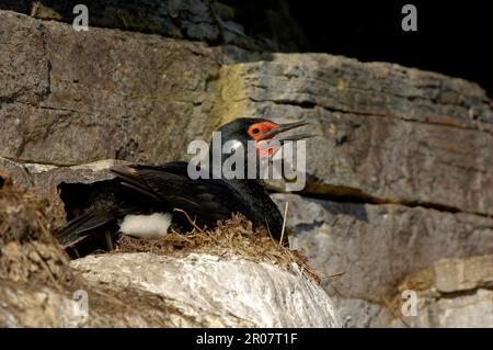 Scossa di roccia (Phalacrocorax magellanicus), Shag di roccia, arboreo, animali, Uccelli, Rock Shag adulto, seduto al nido sulla scogliera, Isole Falkland Foto Stock