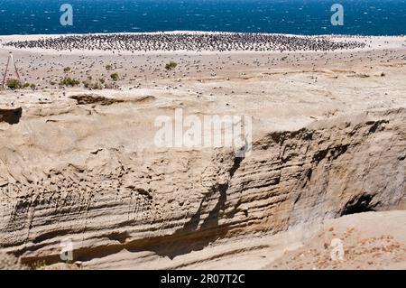 Rock Shag (Phalacrocorax magellanicus), colonia di nidificazione con gabbiani sull'isola, Riserva Provinciale, Parque National Monte Leon, Costa Atlantica, Santa Foto Stock