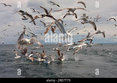 Gabbiano di aringa europeo (Larus argentatus) adulti e immatures, immersioni di gregge per pesci nel mare, Firth of Forth, Scozia, Regno Unito Foto Stock