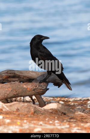 Crow di pesce, corvi di pesce (Corvus ossifragus), Crow, corvids, songbirds, animali, Uccelli, Crow di pesce adulto, arroccato su driftwood sulla spiaggia, Sanibel Island Foto Stock