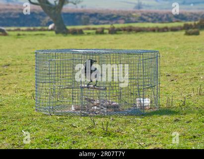 Corvo con cappuccio, corvi con cappuccio (corvus corone cornix) corvo, corvidi, uccelli canori, animali, uccelli, Corvo con cappuccio adulto, catturato in larsen trappola, Lancashire Foto Stock