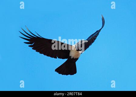 Corvo pied (Corvus albus) adulto, in volo, su savana secca, Tanji, Gambia occidentale Foto Stock