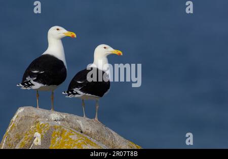 Coppia di gabbiano grande con dorso nero (Larus marinus) per adulti, in piedi sulla roccia, Great Saltee, Saltee Islands, Ireland Foto Stock