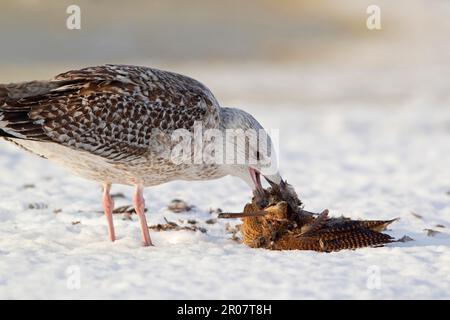 Grande gabbiano nero (Larus marinus) immaturo, primo piumaggio invernale, mangiare cazzo eurasiatico morto (scolopax rusticola), nella neve, Suffolk Foto Stock