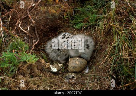 Gabbiano con dorso nero (Larus marinus) Nido con pulcini e gusci FL001454 (S) Foto Stock