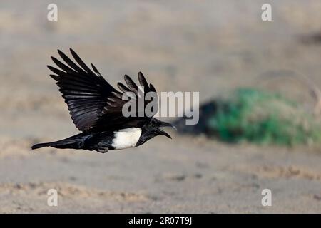 Crow pied (Corvus albus) adulto, chiamata, in volo sulla spiaggia, Gambia Foto Stock