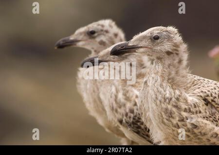 Grande gabbiano nero-backed (Larus marinus) tre pulcini, primo piano delle teste, in attesa al luogo di nido, Shetland Islands, Scozia, Regno Unito Foto Stock