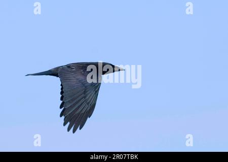 Rook, ravioli (Corvus frugilegus), corvo, corvidi, songbirds, Animali, uccelli, capriolo immaturo, in volo, Inghilterra, Regno Unito Foto Stock