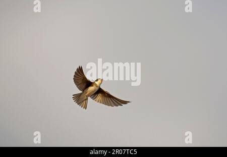 Sand martin, Sand martins (Riparia Riparia), songbirds, animali, uccelli, rondini, Sand Martin adulto, in volo, Spagna Foto Stock