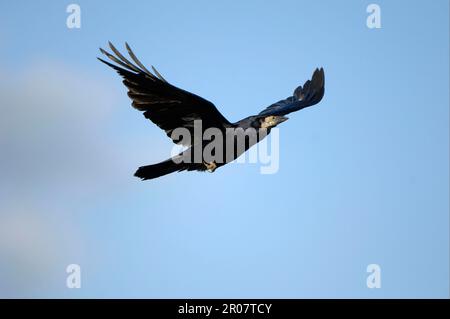 Rook (Corvus frugilegus) adulto, in volo, Oxfordshire, Inghilterra, Regno Unito Foto Stock