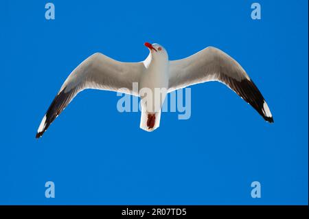 Testa bianca testa nera Gull testa nera, testa bianca testa nera Gull, testa bianca testa nera Gull, testa bianca testa nera Gull, testa bianca testa nera Gull Foto Stock