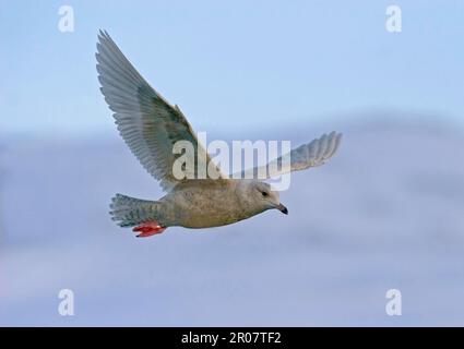 Gabbiano islandese (Larus glaucoides) immaturo, primo piumaggio invernale, in volo, Norvegia settentrionale, paludi Foto Stock