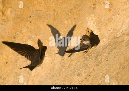 Sand martin (Riparia Riparia) due adulti, in una colonia nidificante in una scogliera, Norfolk settentrionale, Inghilterra, Regno Unito Foto Stock