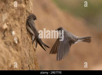 Sand martin, Sand martins (Riparia Riparia), songbirds, animali, uccelli, rondini, Sand Martin due adulti, in volo, presso la scogliera sabbiosa nestsite Foto Stock