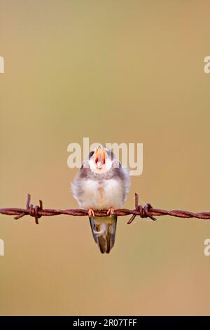 Sand martin (Riparia riparia), giovane, sbadigliante, arroccato su filo arrugginito, Minspere RSPB Reserve, Suffolk, Inghilterra, Regno Unito Foto Stock