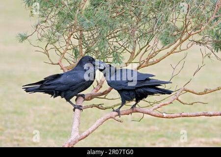 Corvo comune (Corvus corax), coppia di adulti, comportamento corteggiamento, mangia maschile femmina, trincee in pino scozzese, Inghilterra, Regno Unito Foto Stock