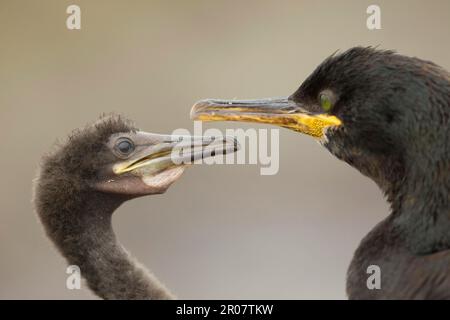 Stagli comuni europei (Phalacrocorax aristotelis), animali, animali, uccelli Foto Stock