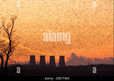 Comune starrling comune (Sturnus vulgaris) enorme gregge raccolta a ruggire al tramonto, torri di raffreddamento fabbrica, Inghilterra, inverno Foto Stock