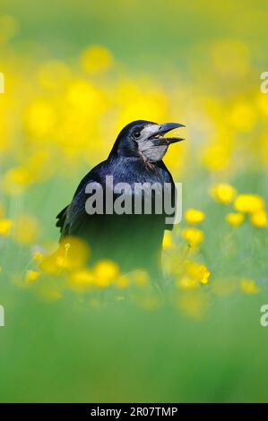 Rook (Corvus frugilegus) adulto, nutrirsi di semi, in piedi tra coppette in campo, Oxfordshire, Inghilterra, Regno Unito Foto Stock