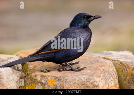 Adulto maschio starring rosso-alato (Onychognathus morio) in piedi su una roccia vicino ad una goccia di seme, Capo, Sudafrica Foto Stock