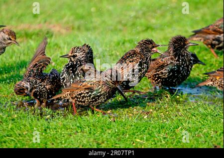 Starling comune (Sturnus vulgaris) flock bagnatura in acque poco profonde, Norfolk, Inghilterra, Regno Unito Foto Stock