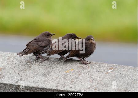 Starring comune (Sturnus vulgaris) tre giovani uccelli, seduti sul muro, Shetland Islands, Scozia, Regno Unito Foto Stock