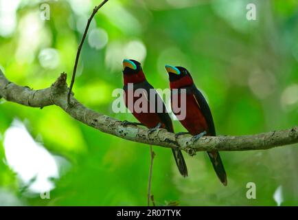 Coppia adulto di Broadbill nero e rosso (Cymbirhynchus macrorhynchos siamensis), arroccato sul ramo, Kaeng Krachan N. P. Thailandia Foto Stock