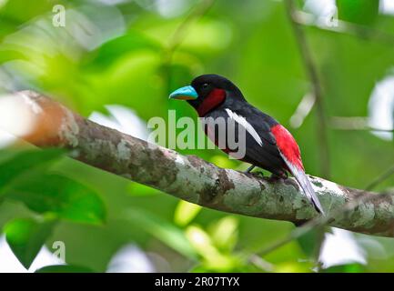 Becco rosso-nero (Cymbirhynchus macrorhynchos siamensis) adulto, seduto su un ramo, Kaeng Krachan N. P. Thailandia Foto Stock