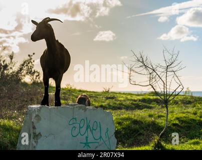 Capre a capelli lunghi a Capo di Rodon, Albania Foto Stock