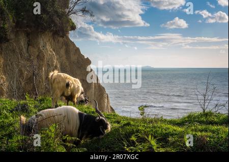 Capre a capelli lunghi a Capo di Rodon, Albania Foto Stock