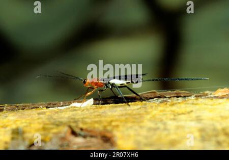 Javanese ichneumon fly Foto Stock