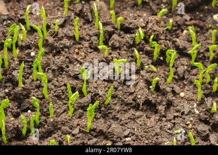 Germogli in suolo. Piante crescenti. Nuovo concetto di vita. Concetto di crescita domestica. Piante verdi giovani. Coltivazione primaverile. Primo piano dei terreni agricoli. Foto Stock