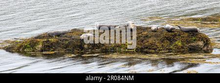 Foche appoggiate su un'isola ricoperta di alghe rocciose, Finsbay, Harris, Isola di Harris, Ebridi, Outer Ebrides, Western Isles, Scozia, Regno Unito Foto Stock