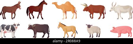 Animali da fattoria. Razze animali paesi asiatici o africani, mucche indiane allevamento cammelli, allevamento ovino, barnyard toro cammello cavallo pecora bufala bufala bufala, illustrazione vettoriale di pony e bullock, cammello e asino Illustrazione Vettoriale