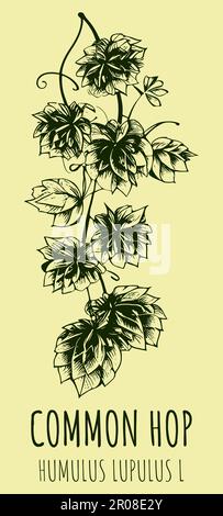 Disegni HOP COMUNE. Illustrazione disegnata a mano. Nome latino HUMULUS LUPULUS L. Foto Stock