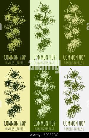 Set di disegno di LUPPOLO COMUNE in vari colori. Illustrazione disegnata a mano. Nome latino JHUMULUS LUPULUS L. Foto Stock