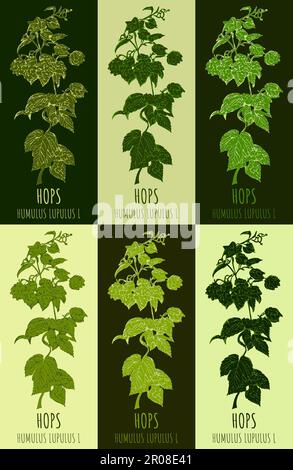 Set di disegno di LUPPOLO COMUNE in vari colori. Illustrazione disegnata a mano. Nome latino JHUMULUS LUPULUS L. Foto Stock