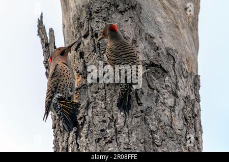 Un paio di sfarfallio del nord su un tronco di albero nell'Ontario sudoccidentale, Canada. Foto Stock