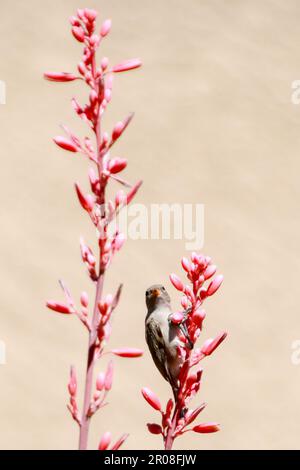 L'uccello Vireo di Bell sulla pianta Yucca rossa fiorita Foto Stock