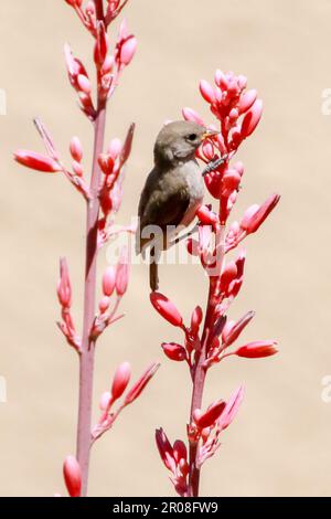 L'uccello Vireo di Bell sulla pianta Yucca rossa fiorita Foto Stock