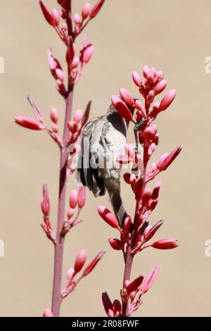 L'uccello Vireo di Bell sulla pianta Yucca rossa fiorita Foto Stock