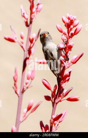 L'uccello Vireo di Bell sulla pianta Yucca rossa fiorita Foto Stock