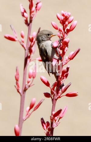 L'uccello Vireo di Bell sulla pianta Yucca rossa fiorita Foto Stock