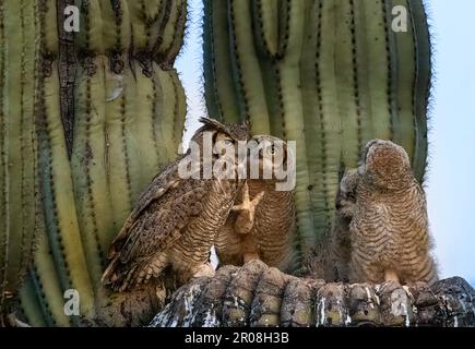 Grande gufo Nest Saguaro Cactus Foto Stock