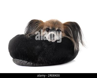 Papillon cane davanti a uno sfondo bianco Foto Stock