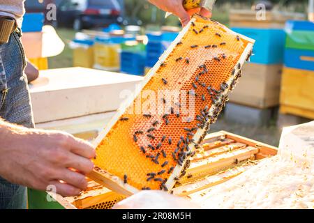 l'apicoltore ispeziona la cornice con le cellule della regina sull'apiary in sera nei raggi di sole di regolazione. l'apicoltore condivide le cornici nell'alveare con l'attrezzo dell'alveare. Alveari su cattivo Foto Stock