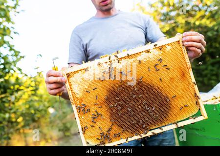 l'apicoltore ispeziona la cornice con le cellule della regina sull'apiary in sera nei raggi di sole di regolazione. l'apicoltore condivide le cornici nell'alveare con l'attrezzo dell'alveare. Alveari su cattivo Foto Stock